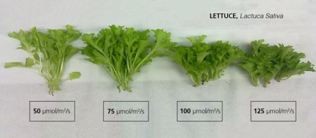 Grow Lights Intro – Light Intensity and Measurement