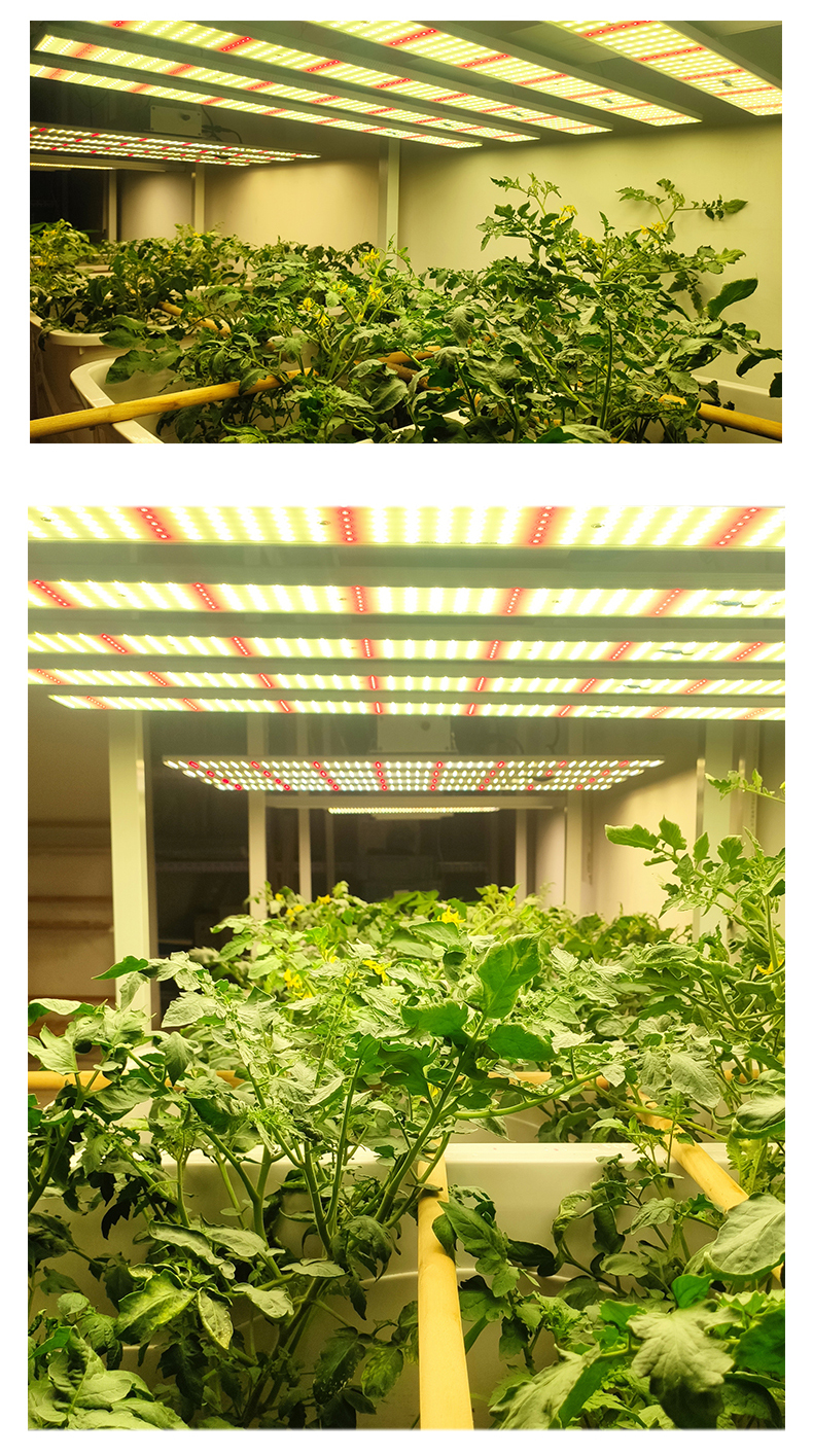 Anesthetic growth lamp for greenhouse