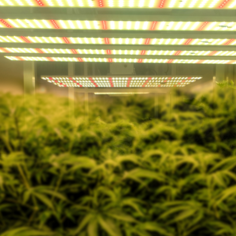 LED Grow Lights For Cannabis