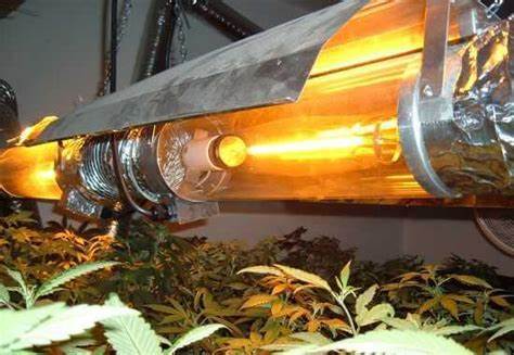 HIGH-INTENSITY DISCHARGE (HID) LIGHTS FOR GROWING CANNABIS