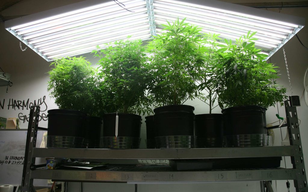 FLUORESCENT LIGHTS FOR GROWING CANNABIS