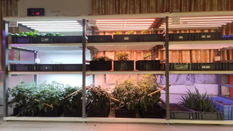 LED LIGHTS FOR GROWING CANNABIS