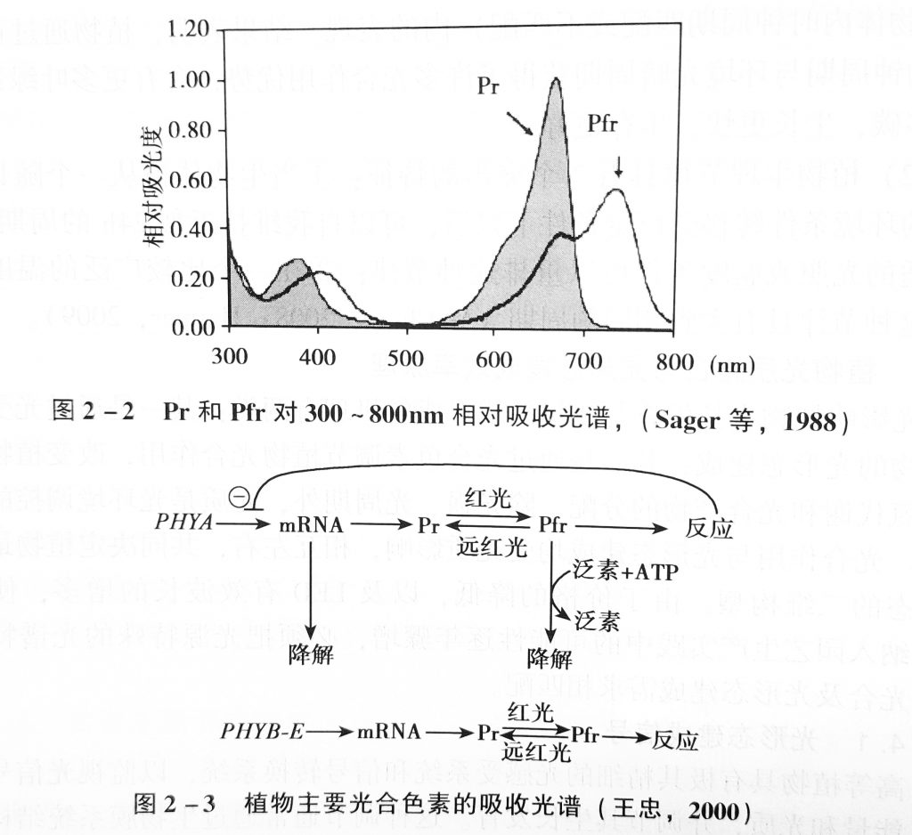 Photosynthesis process