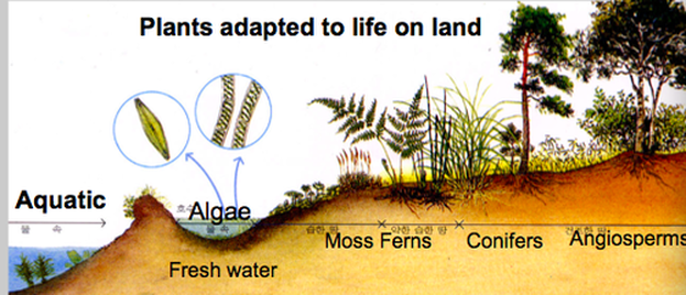 Typical state of plant photosynthesis（二）