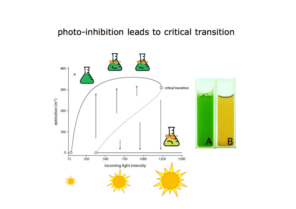 Typical state of plant photosynthesis（二）