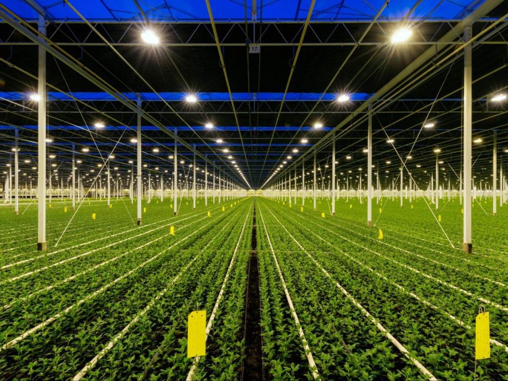 Facility Horticultural Semiconductor Lighting Technology