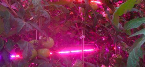 Greenhouse Lighting Technology