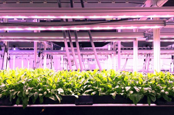 Plant seedling breeding and its light environment regulation（一）