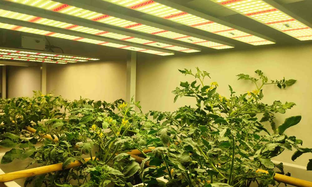 LED Grow Lights