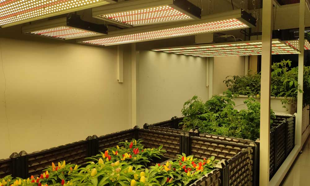 LED Grow Lights