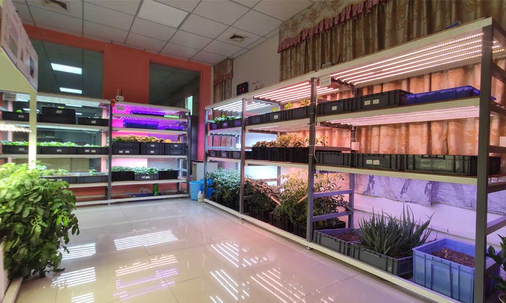 LED Grow Lights