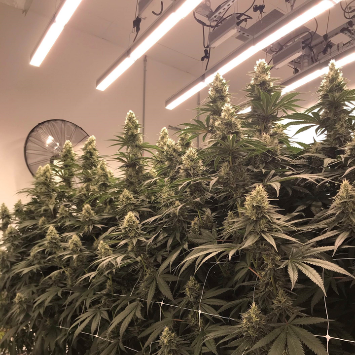 LED Grow Lights For Cannabis