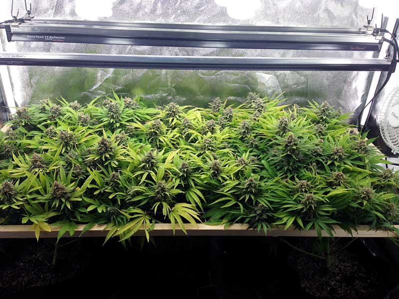 How much does it cost to grow marijuana indoors?