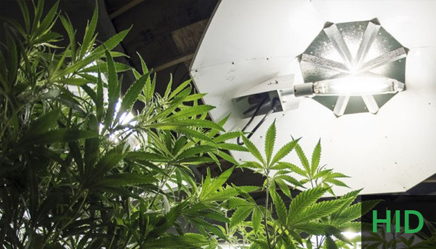 HIGH-INTENSITY DISCHARGE (HID) LIGHTS FOR GROWING CANNABIS