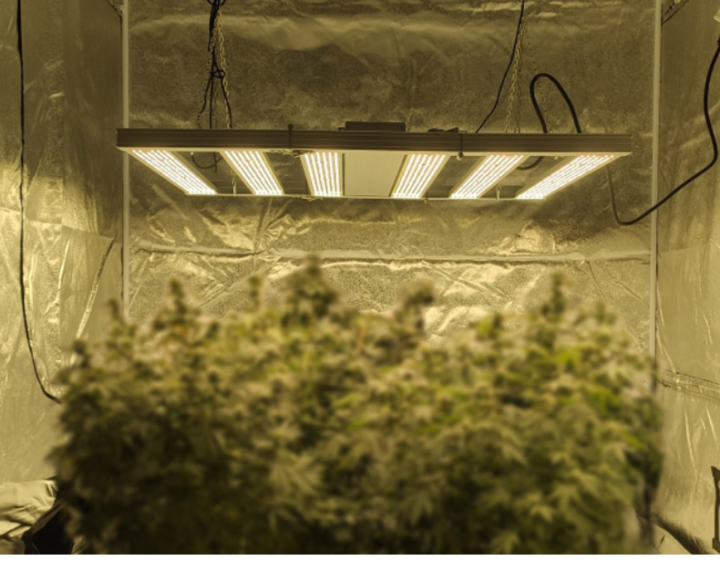 Best LED Grow Lights to Grow Marijuana