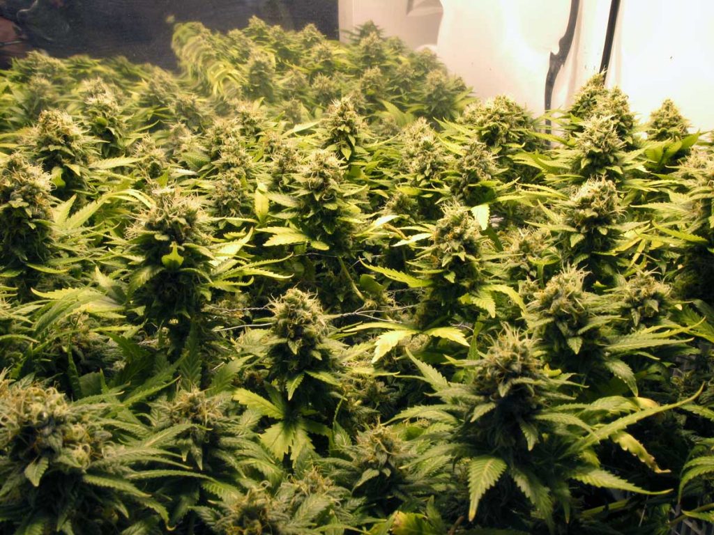 How long does it take to grow marijuana?