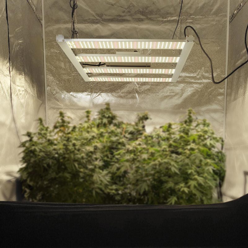 GROW LIGHT VS REGULAR LIGHT: WHAT’S THE DIFFERENCE?