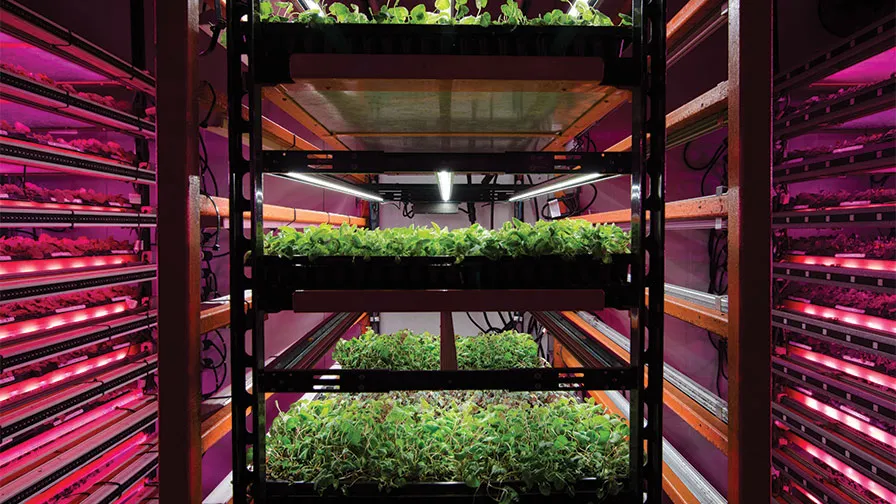 The regulating effect of UV on the quality of facility plants