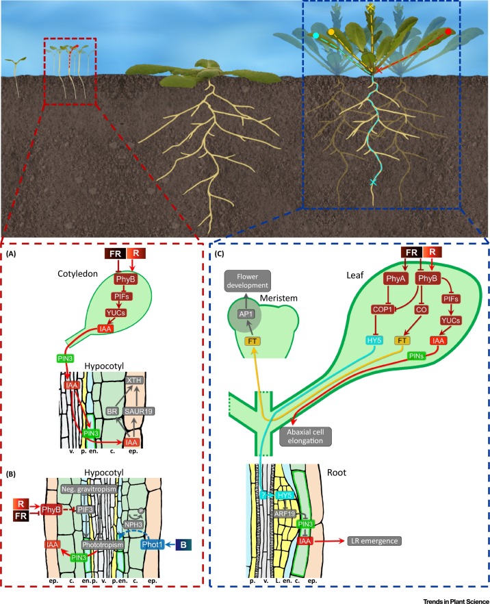 Typical state of plant photosynthesis（一）