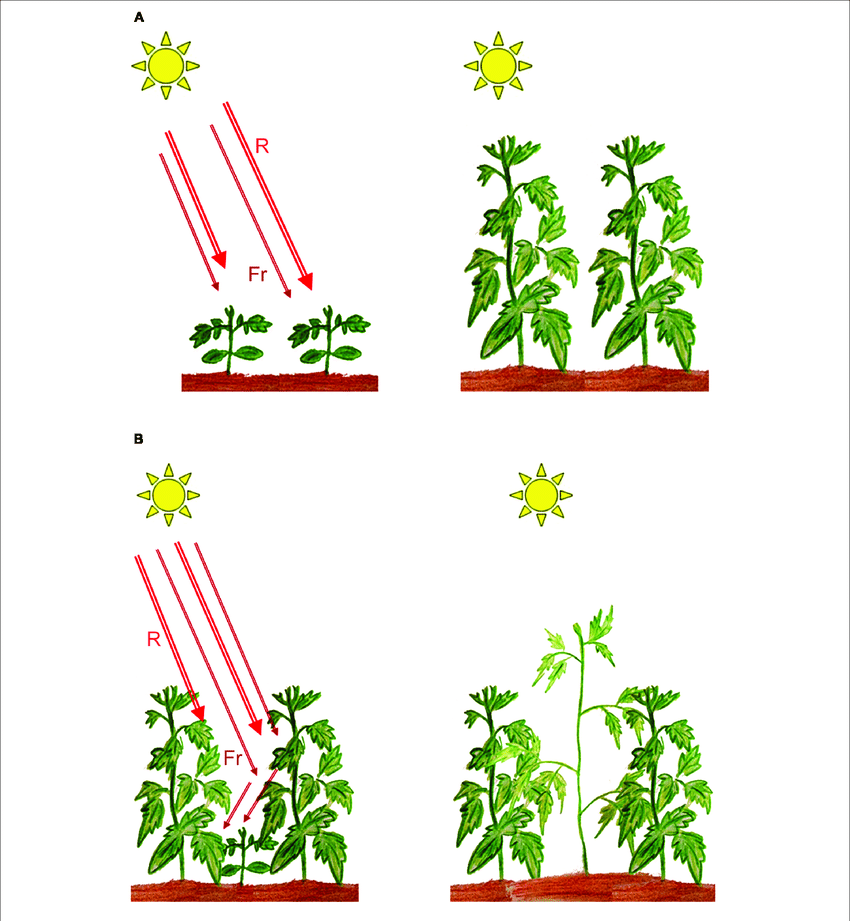 Typical state of plant photosynthesis（四）