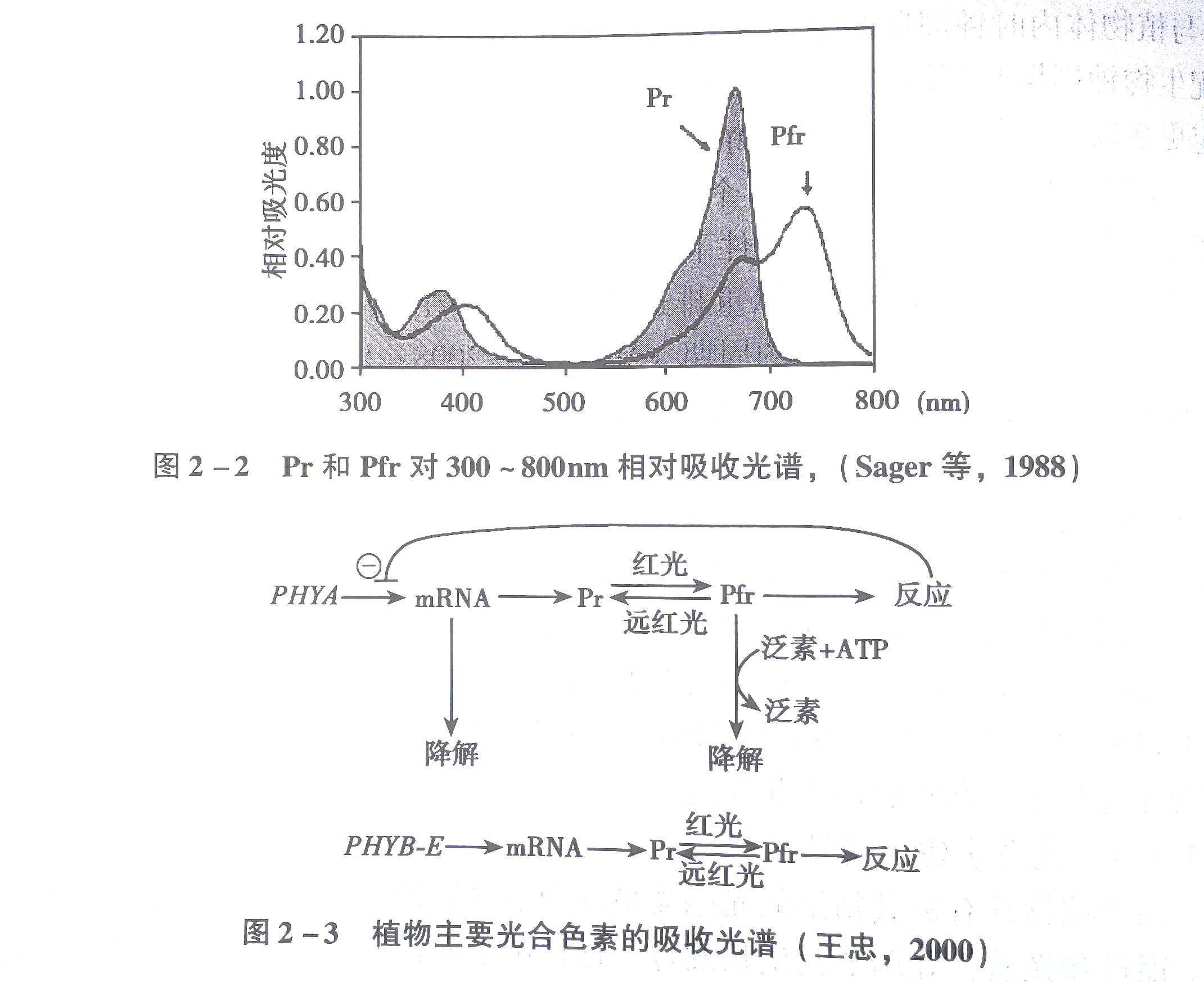 Principles of plant light quality photosynthesis and photomorphogenesis efficiency