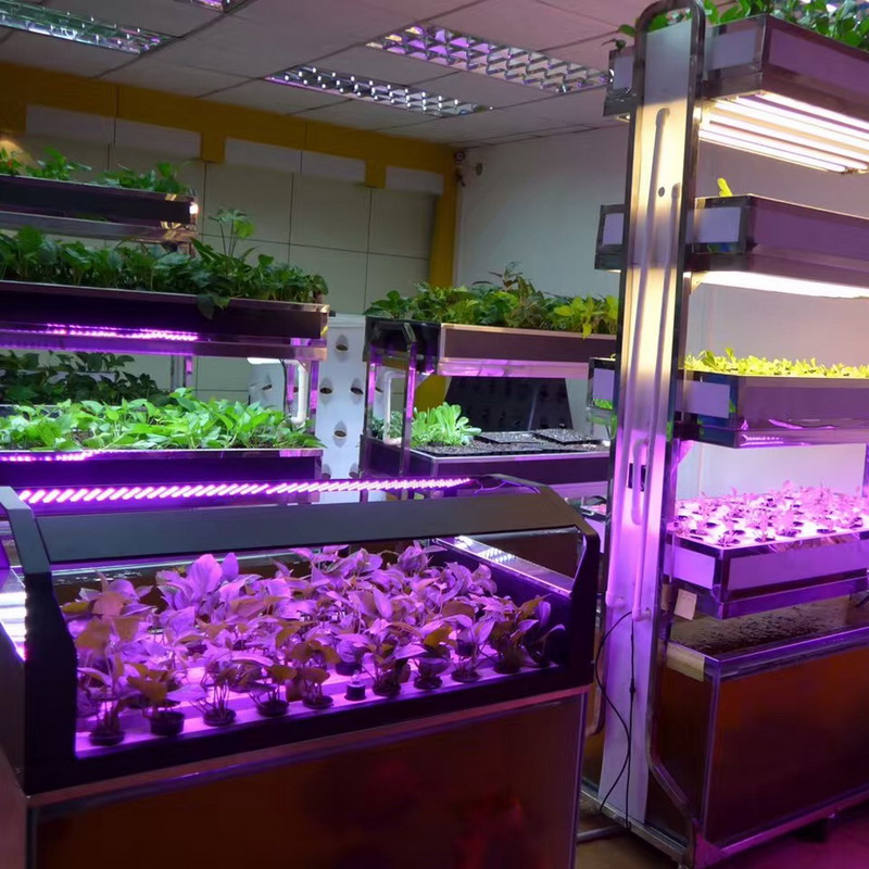 Effect of LED Grow Light Quality on Nitrate Content（二）