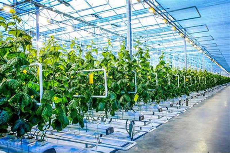 Facility Horticultural Semiconductor Lighting Technology