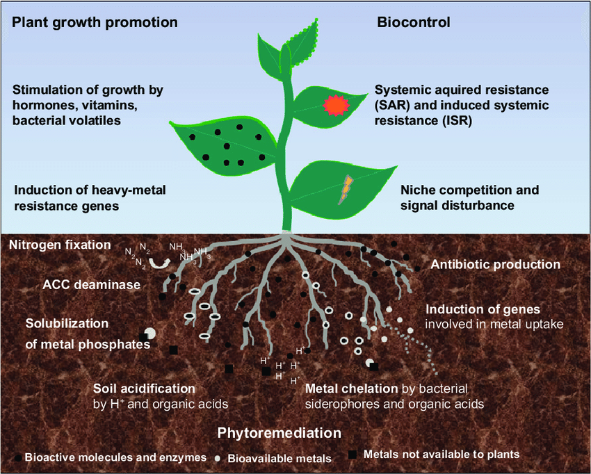 Light environment regulation of mineral element absorption