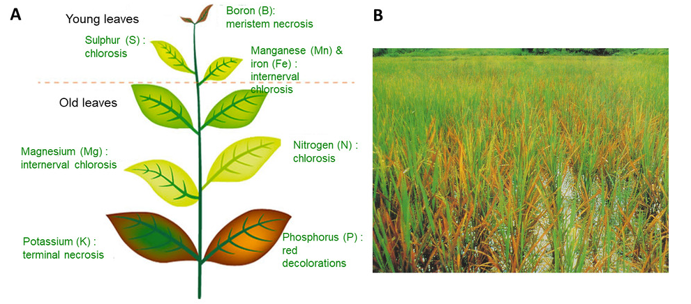 Light environment regulation of mineral element absorption