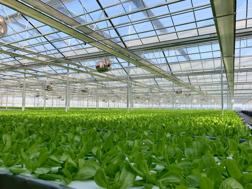 Semiconductor lighting for facility seedling breeding