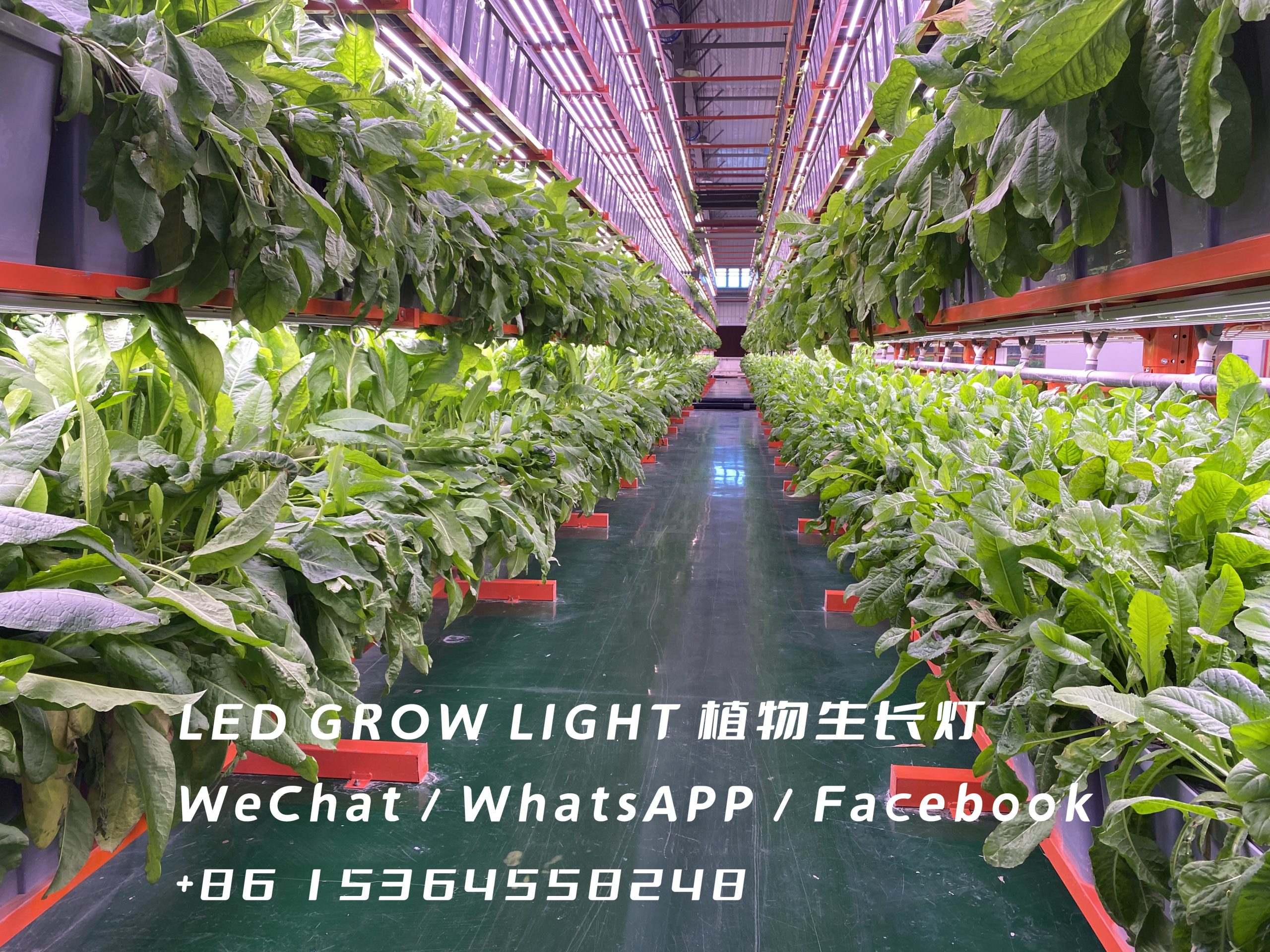 Vertical Farming